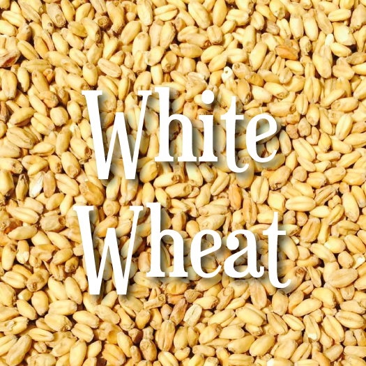 White Wheat